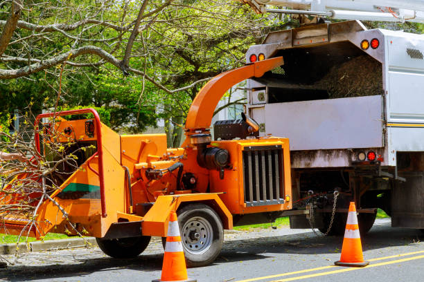 Reliable East Palatka, FL Tree Service Solutions